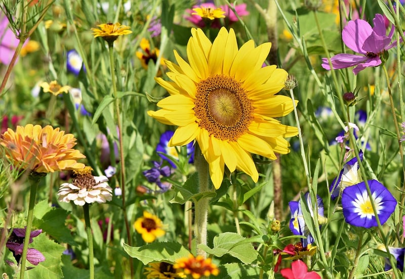 Flowers Garden