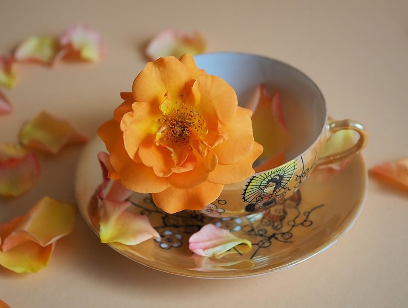 Teacup Succulent Garden