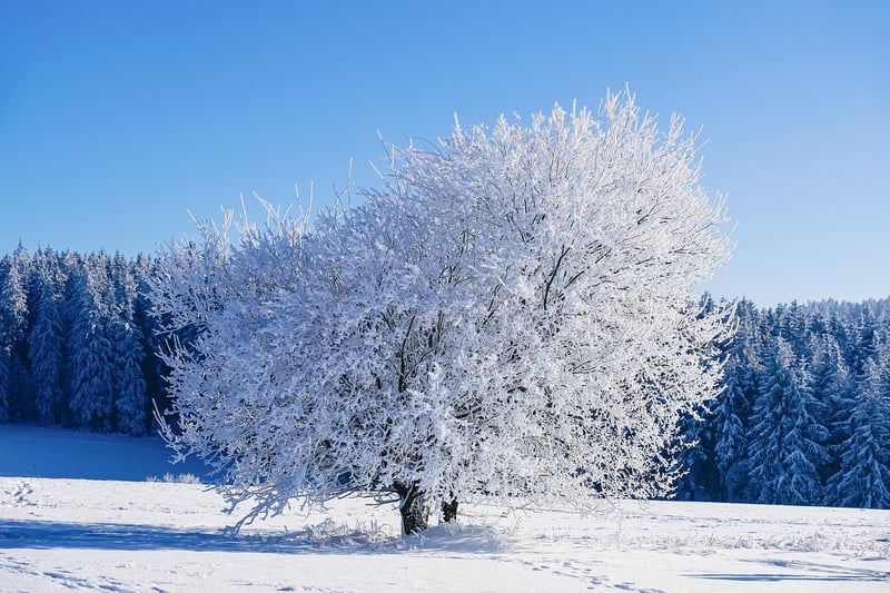 Winter Snow